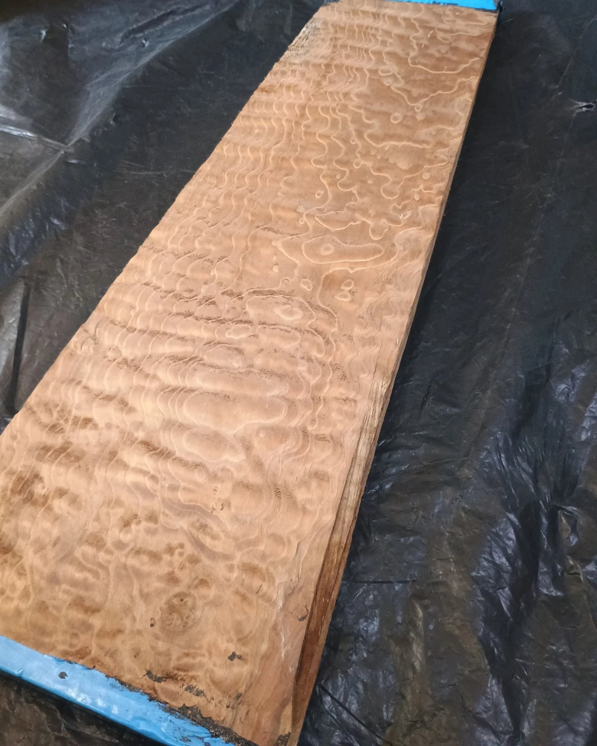 Figured Curly Big Leaf Maple Roasted Stained 24.5"x6"x7/8".
